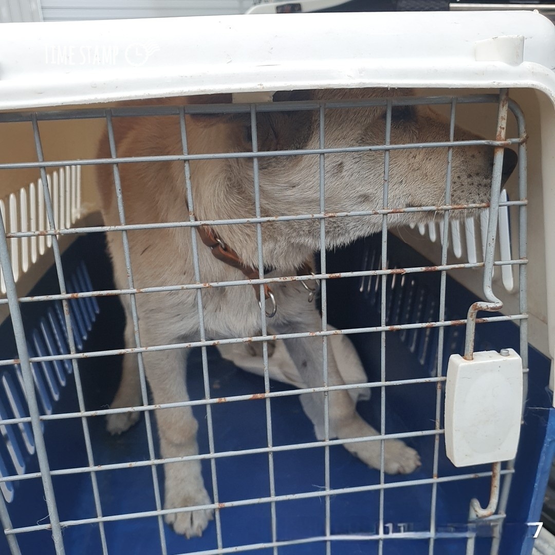 울산유기동물보호센터_431373202401839
